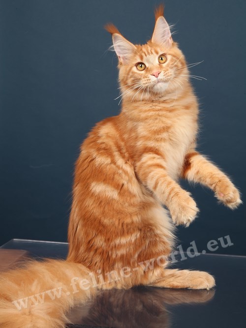 maine_coon_21 (Race)